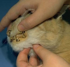 makiandampars - icterus in cats