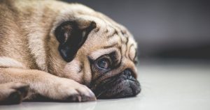 makiandampars - stress and anxiety in dogs