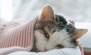 makiandampars - stress and anxiety in cats