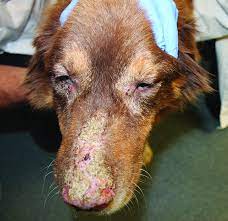 makiandampars -
pemphigus in dogs