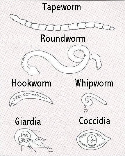 makiandampars - gastrointestinal parasites in dogs