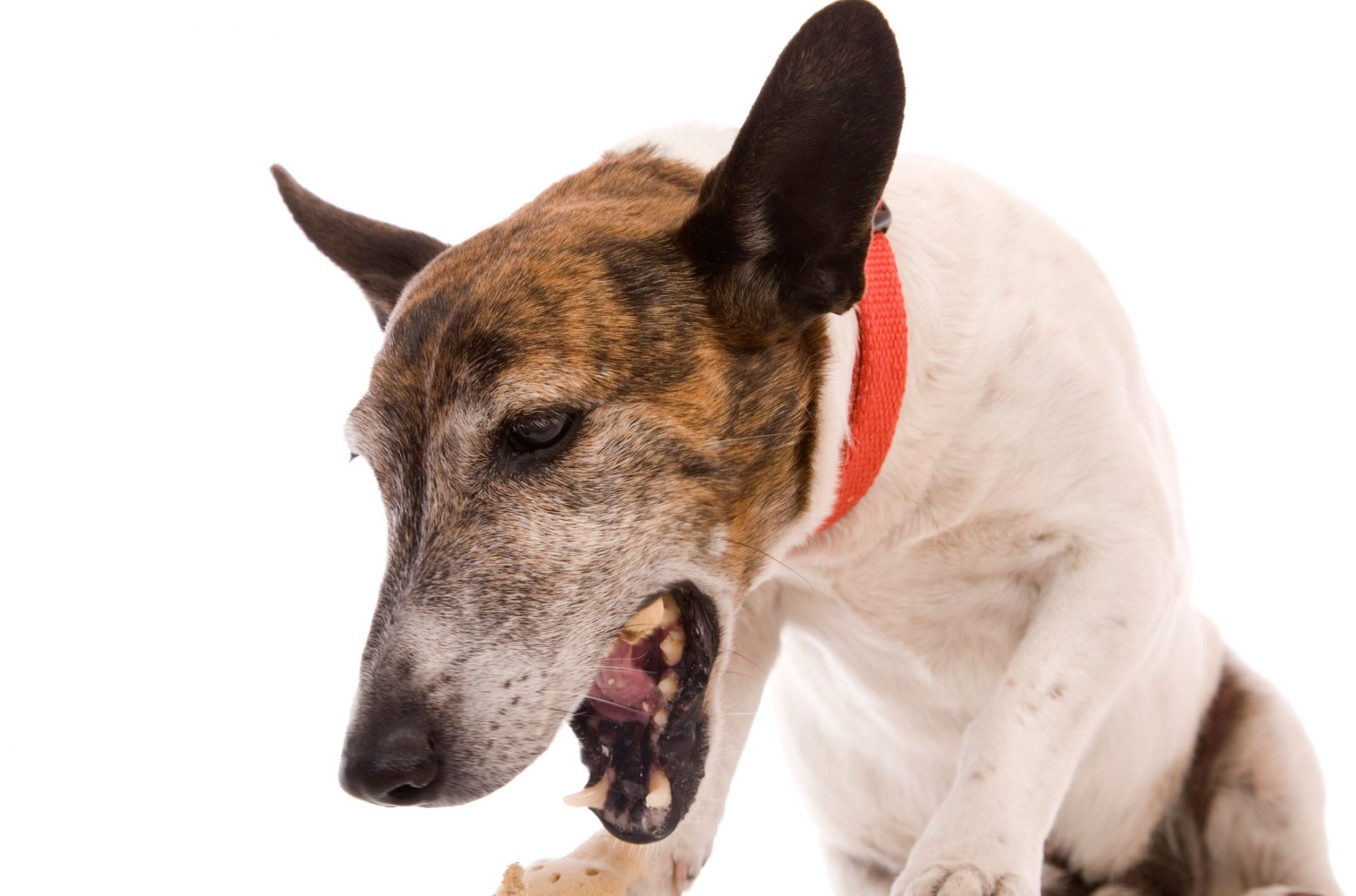 makiandampars - coughing dog