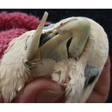 makiandampars - beak