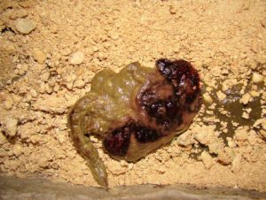 makiandampars - hematochezia in cat