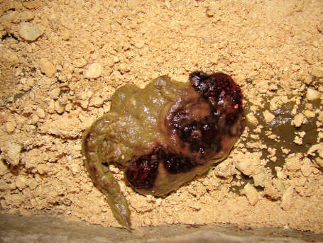 makiandampars - hematochezia in cat