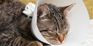 makiandampars - post operative care in cats