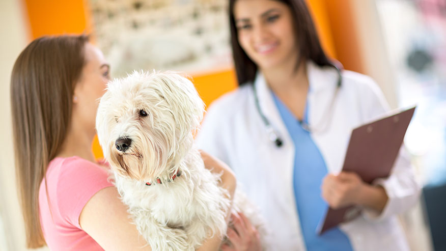 makiandampars - gastrointestinal parasites in dogs, symptoms and treatment