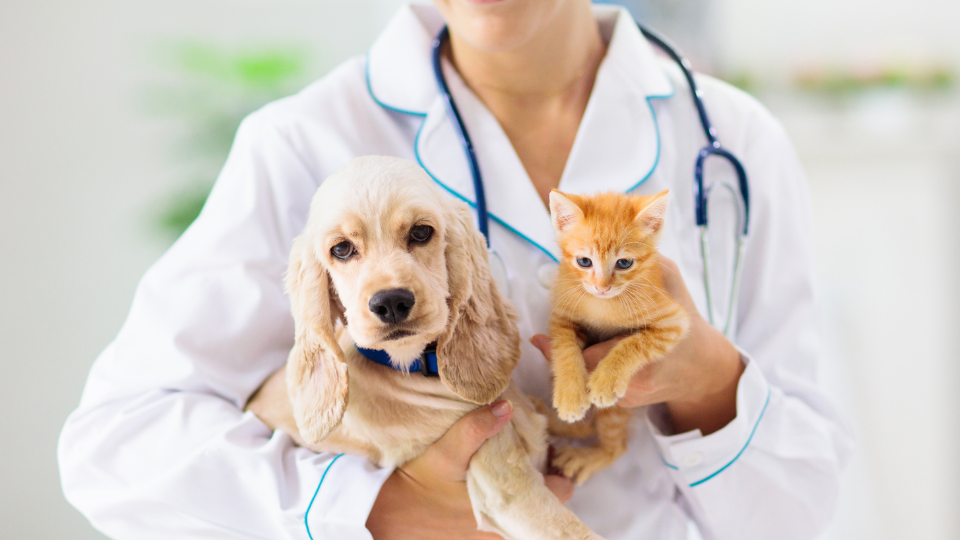 makiandampars - fighting AMR in pets