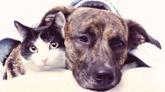 makiandampars - hepatic encephalopathy in pet animals