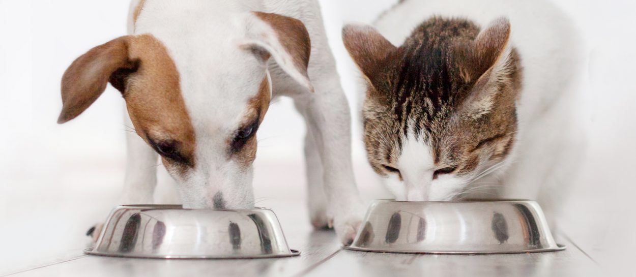 makiandampars - gastrointestinal health in cats and dogs and diseases affecting this system