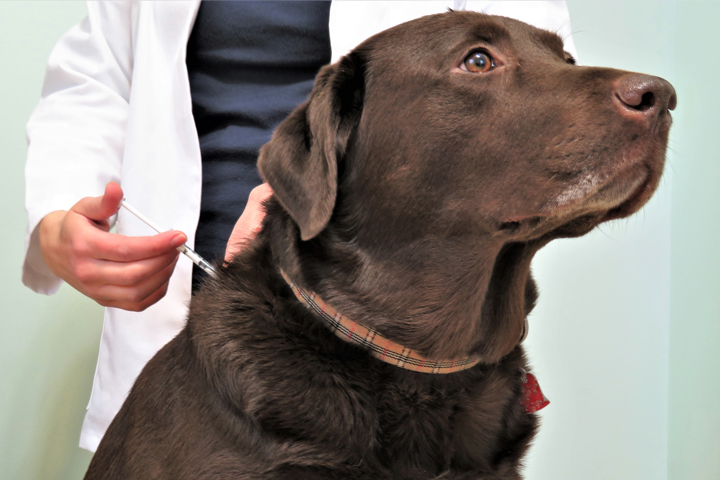 makiandampars - diabetes in dogs