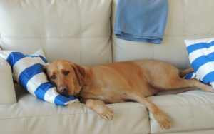 makiandampars - dog lethargy