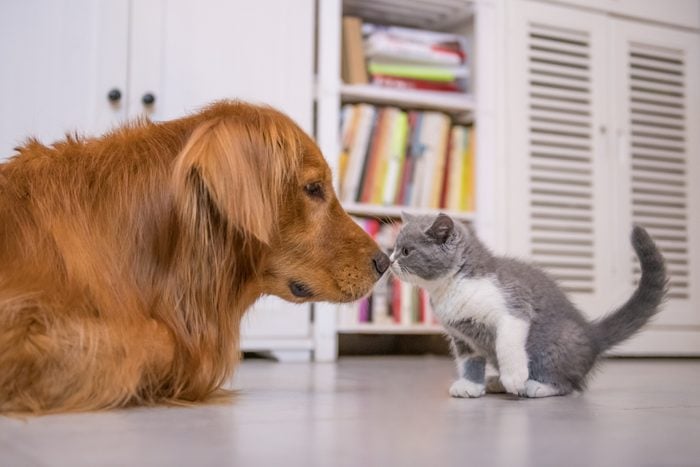 makiandampars - effects of stress on cats and dogs health
