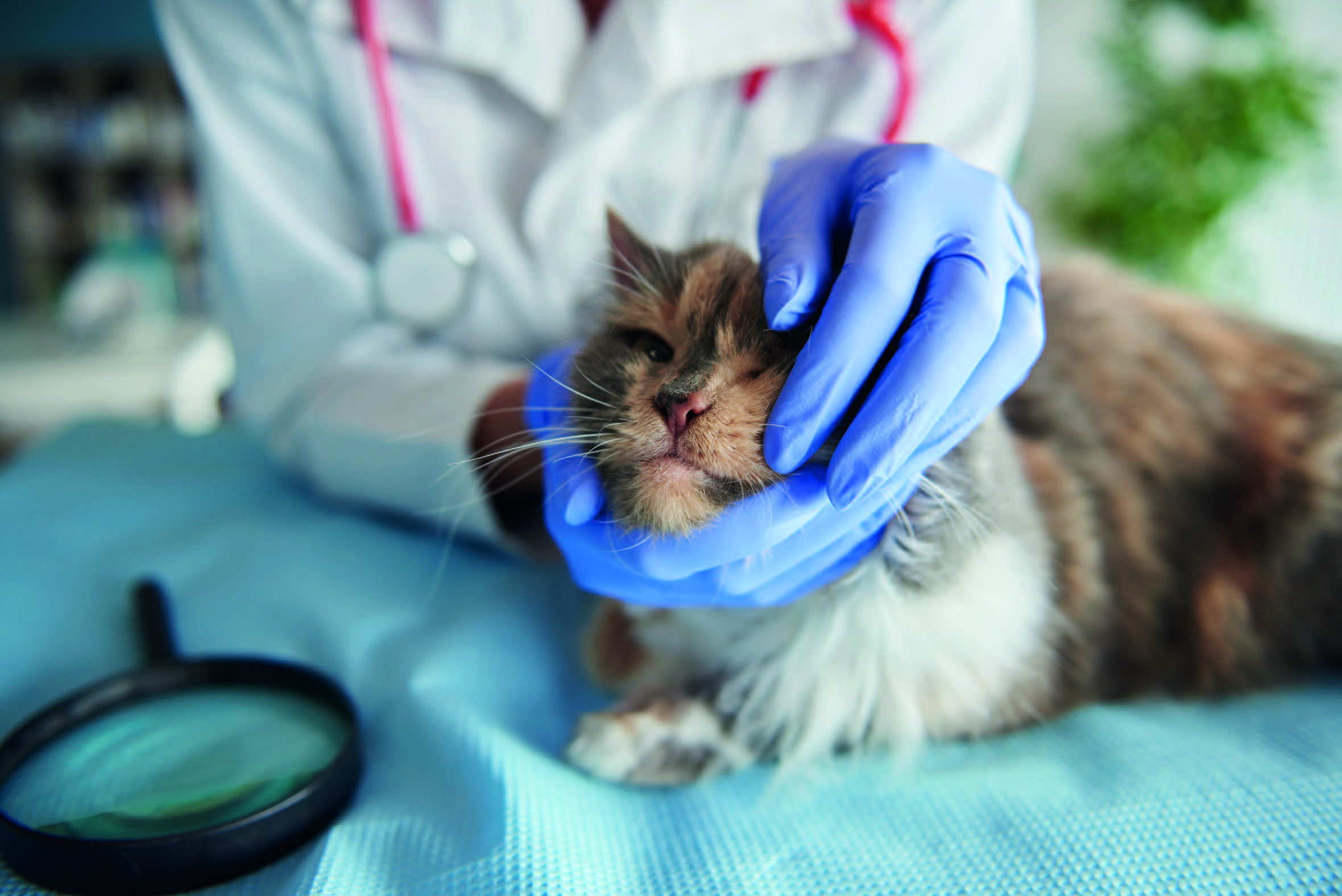 makiandampars - feline respiratory disease complex