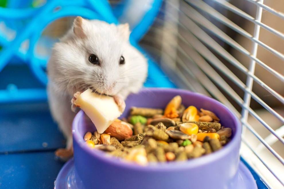 makiandampars - hamster care