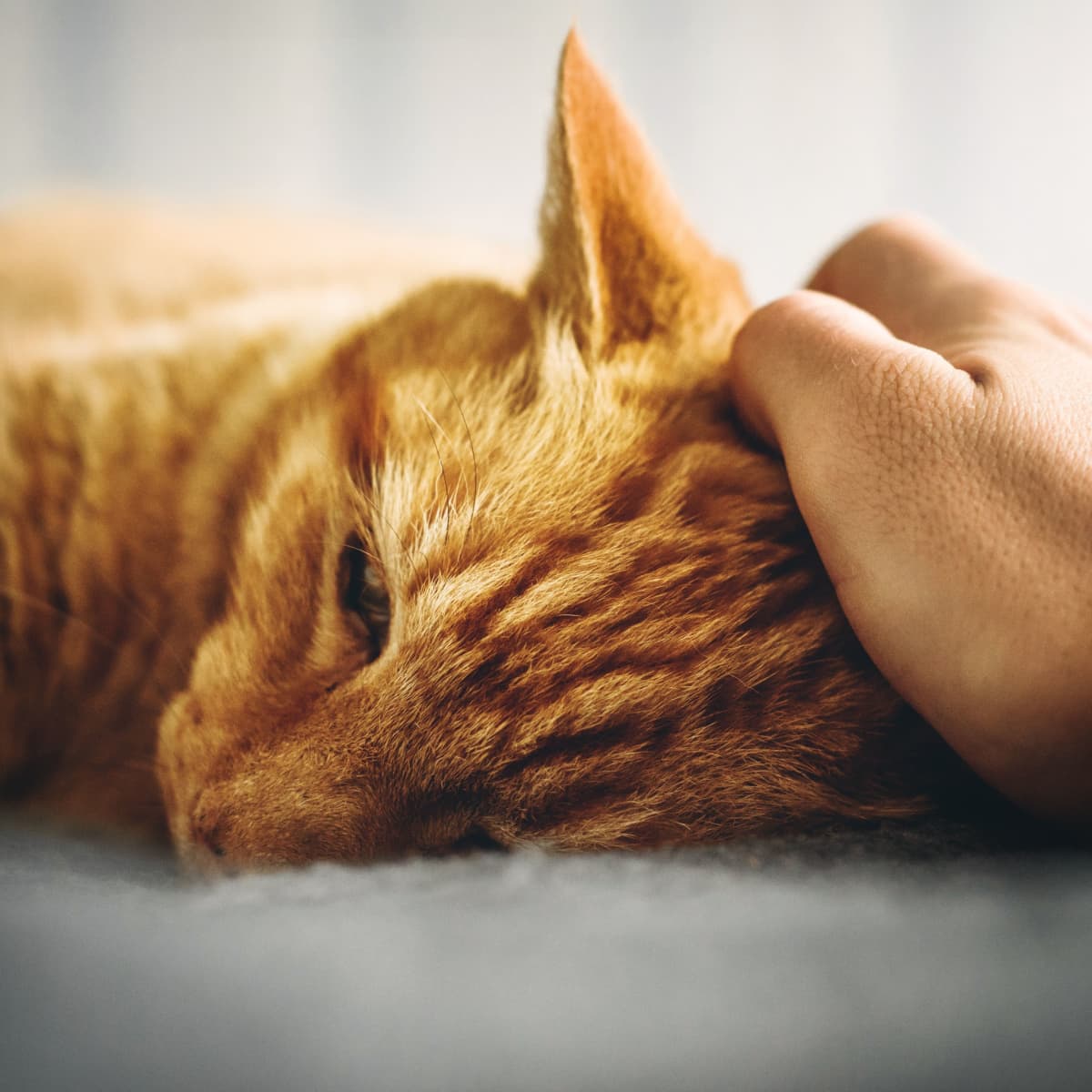 makiandampars - blood in cats stool