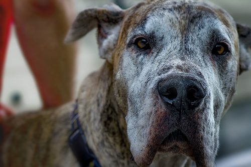 makiandampars - a review on pemphigus in dogs
