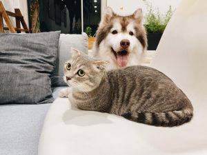 makiandampars - cat and dog kidney disease