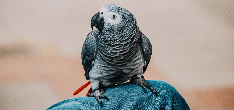makiandampars - aspergillosis in pet birds
