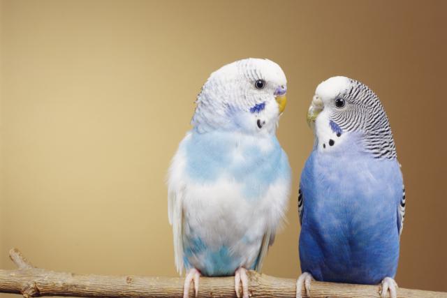 makiandampars - polyomavirus in pet birds