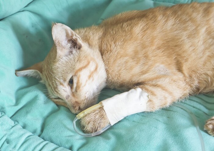 makiandampars - feline panleukopenia