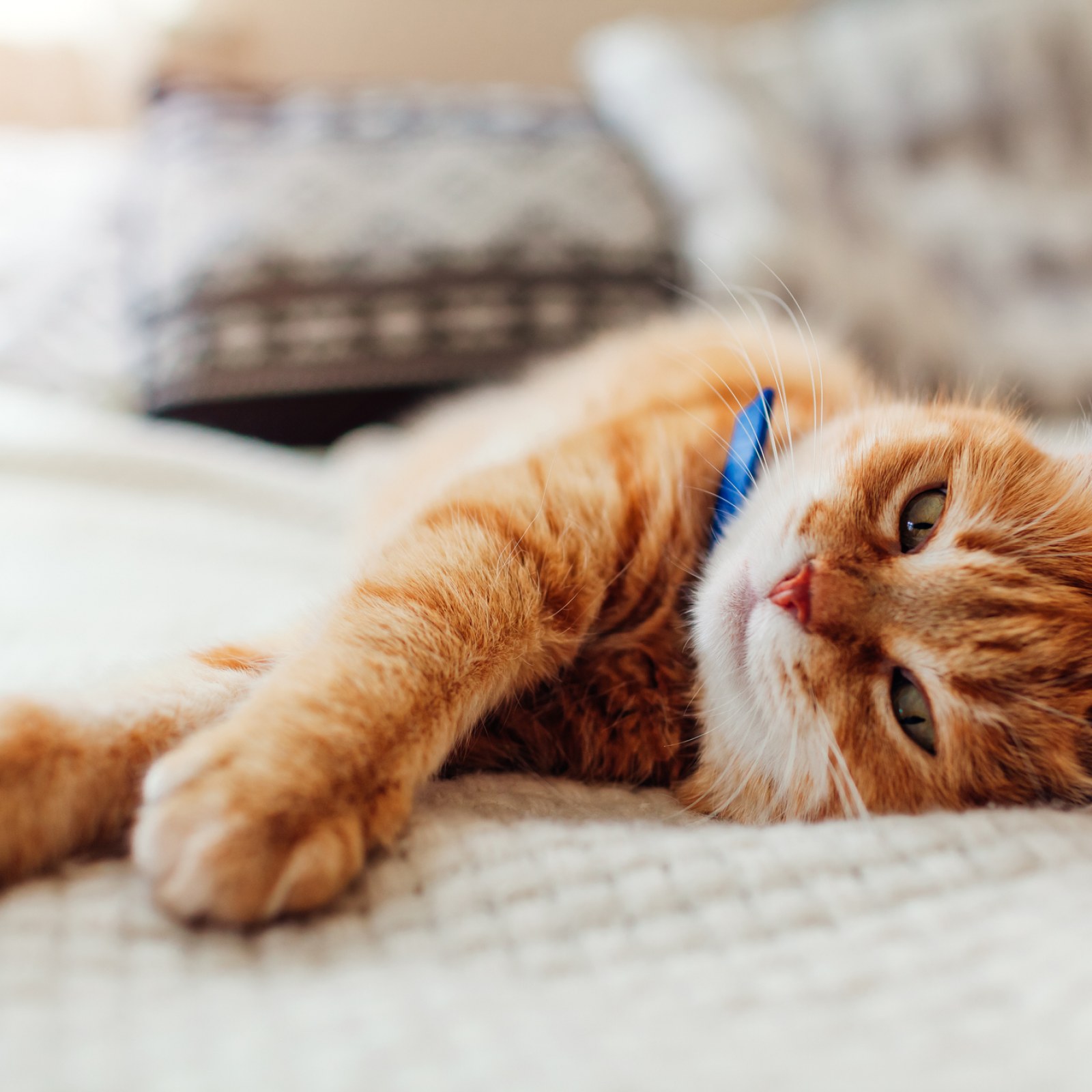 makiandampars - dermatophytosis or ring worm in cats and dogs