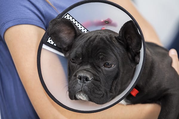 makiandampars - post operative care in dogs
