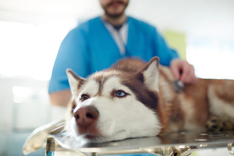makiandampars - hepatitis in dogs