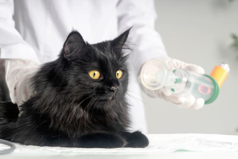 makiandampars - feline asthma