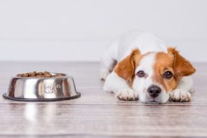makiandampars - dog lethargy