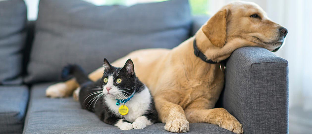 makiandampars - hepatic health and function in cats and dogs
