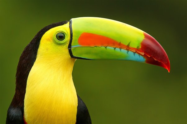 makiandampars - beak