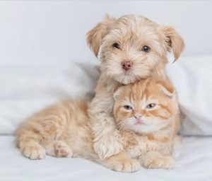 مراقبت از توله سگ و بچه گربه؛ نکاتی که باید بدانید