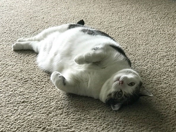 makiandampars - fatty liver syndrome in cats