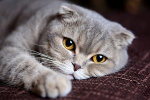 موی گربه و نازایی؟