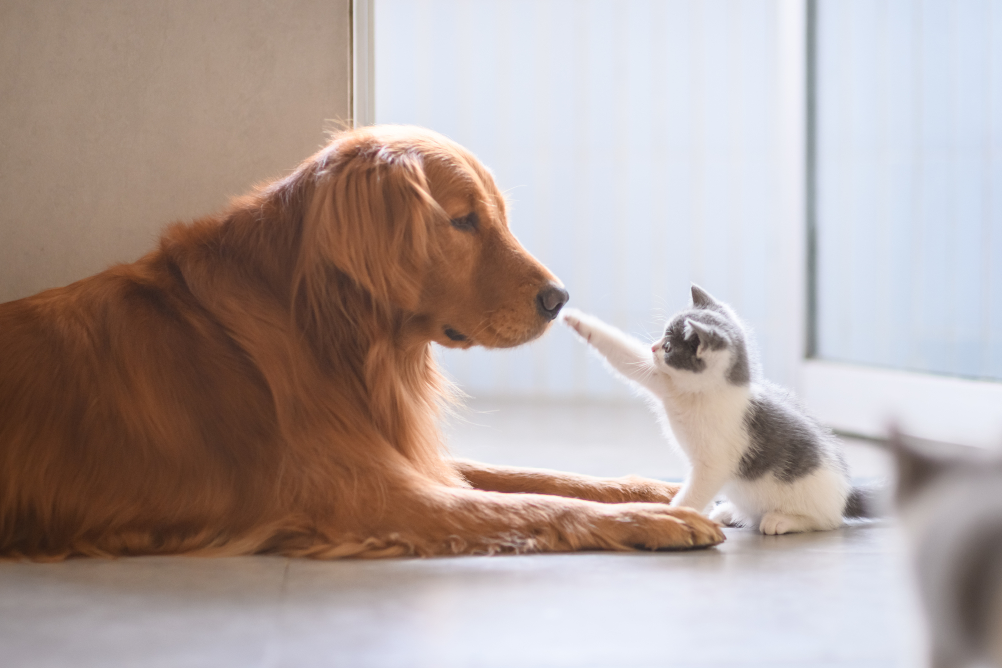 makiandampars - colitis in dogs and cats