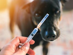 makiandampars - NSAID nephrotoxicity in dogs and cats