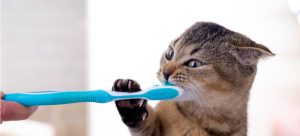 makiandampars - oral health