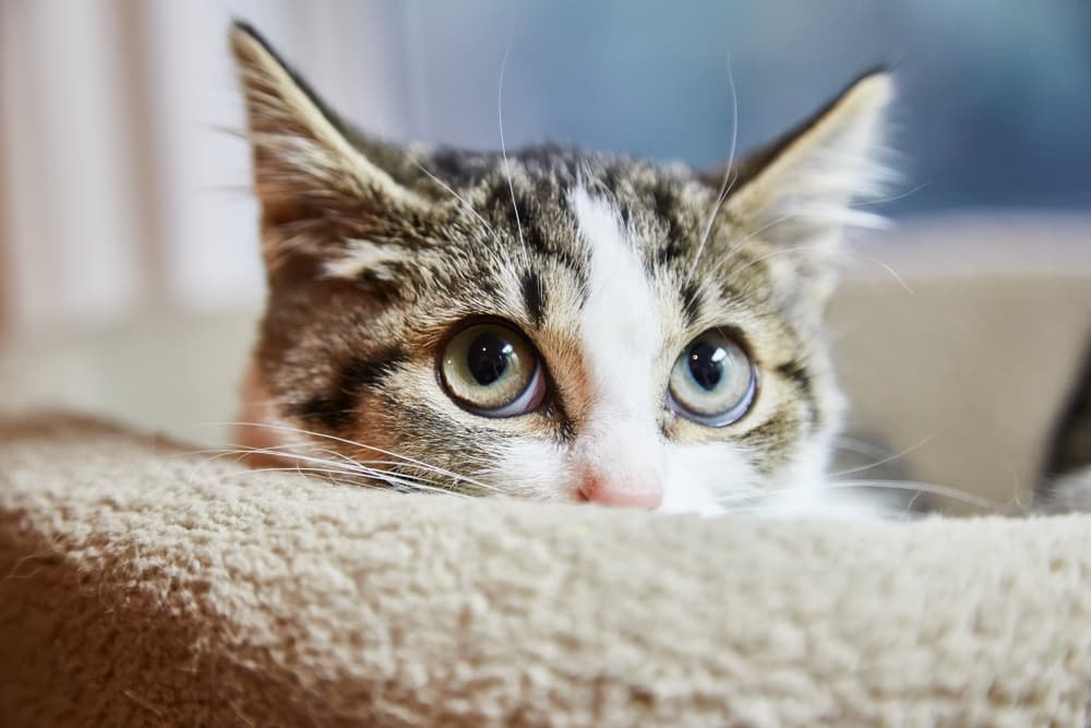 makiandampars - cat anxiety